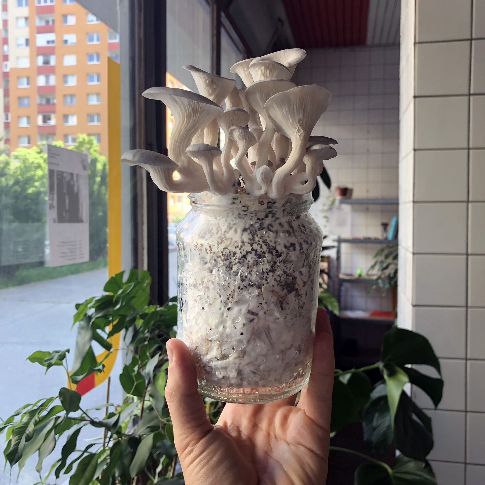 Oyster mushrooms growing out of a jar